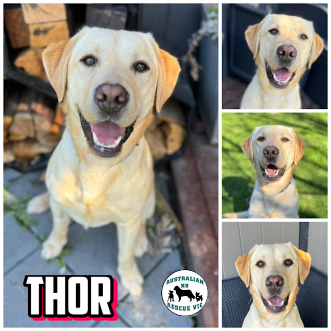 Photo of Thor 