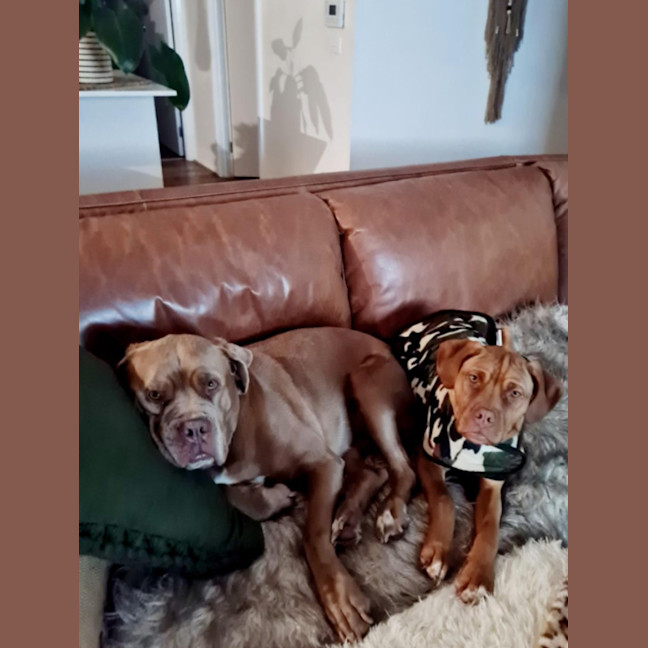 Photo of Roxy   5 Month Old Dogue De Bordeaux X