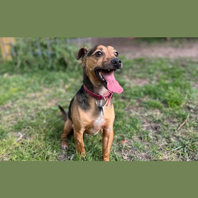 Photo of Peri