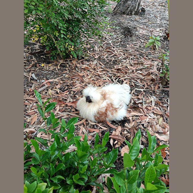 Photo of Ruffles And Puffinstuff The Roosters