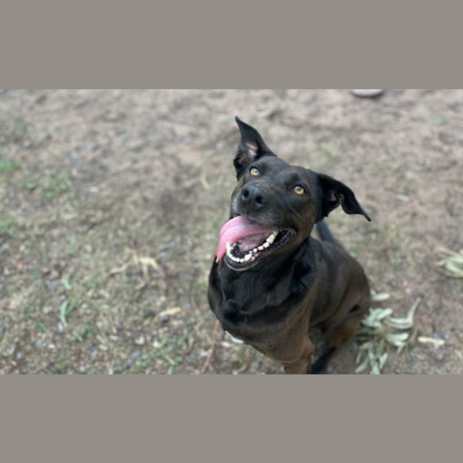 Photo of Blaze