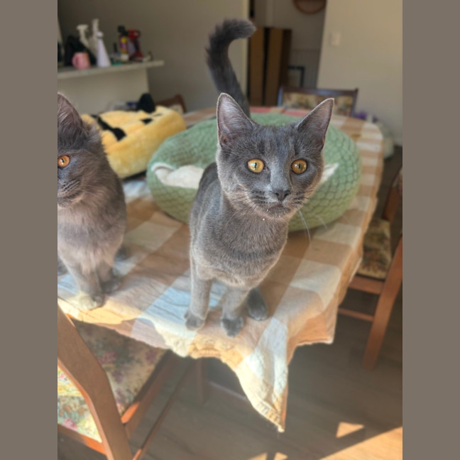 Photo of Rocket