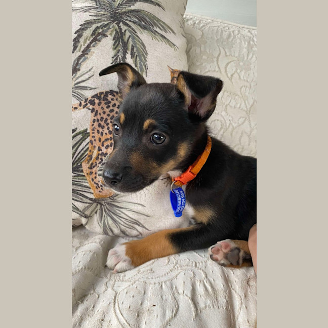 Photo of Chai   8 Week Old Kelpie X (On Trial)