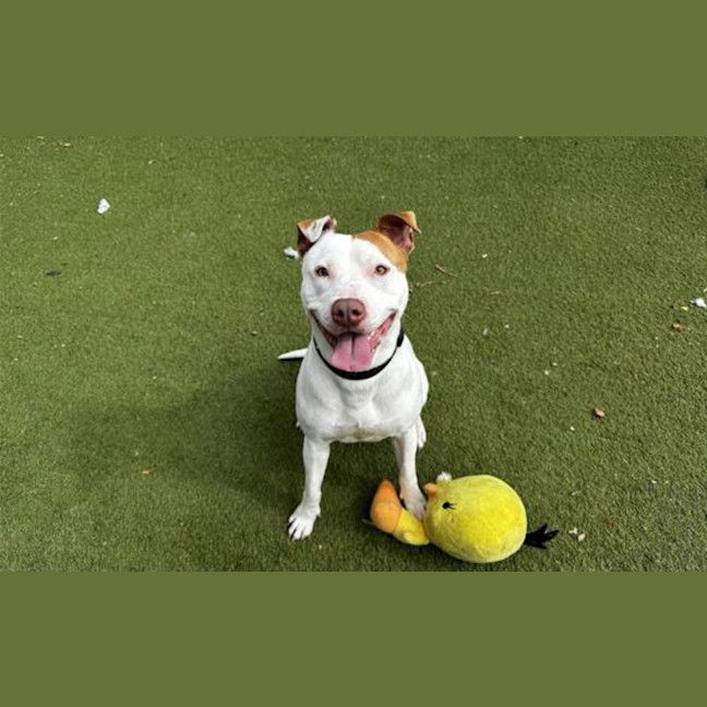 Photo of Roscoe