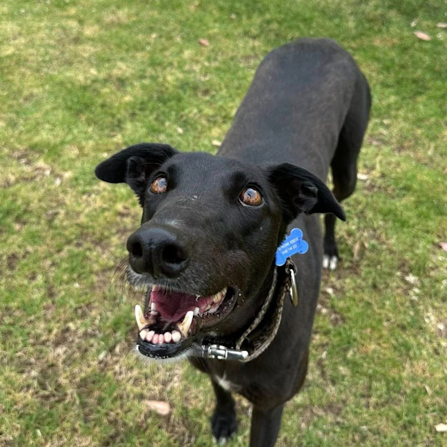 Photo of Lola The Greyhound