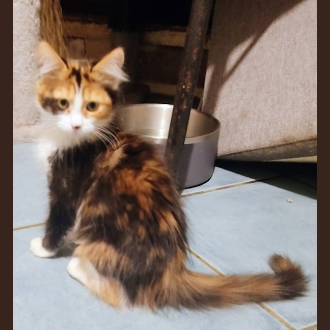 Photo of Shellie