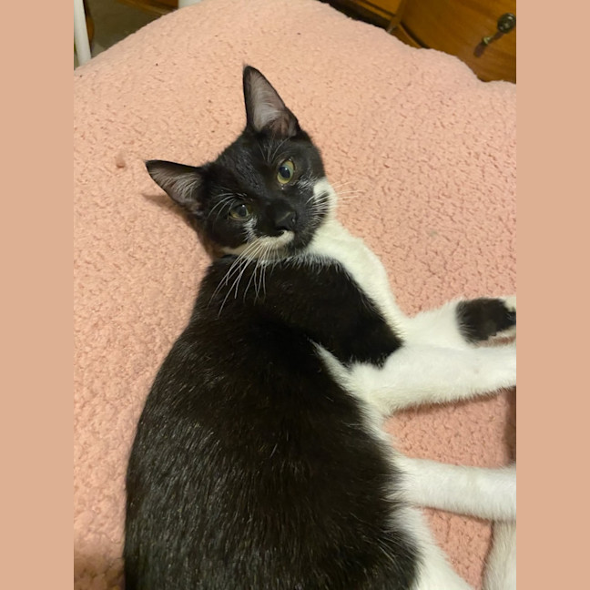 Photo of Blitzen *9 Lives Project Rescue*