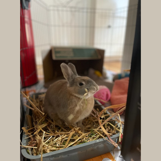 Photo of Peach Unity