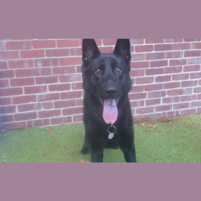 Photo of Maverick
