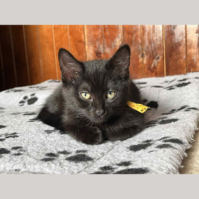 Photo of Charcoal **2nd Chance Cat Rescue**