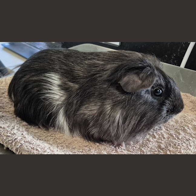 Photo of Parsnip