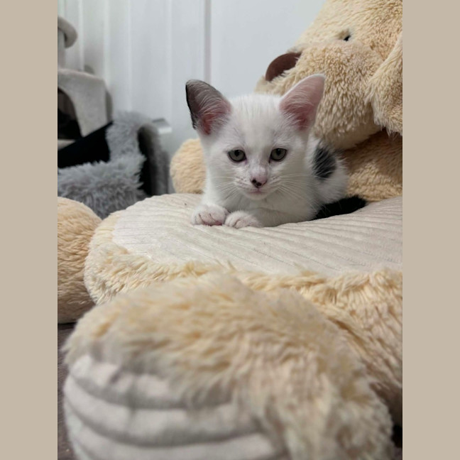Photo of Odin