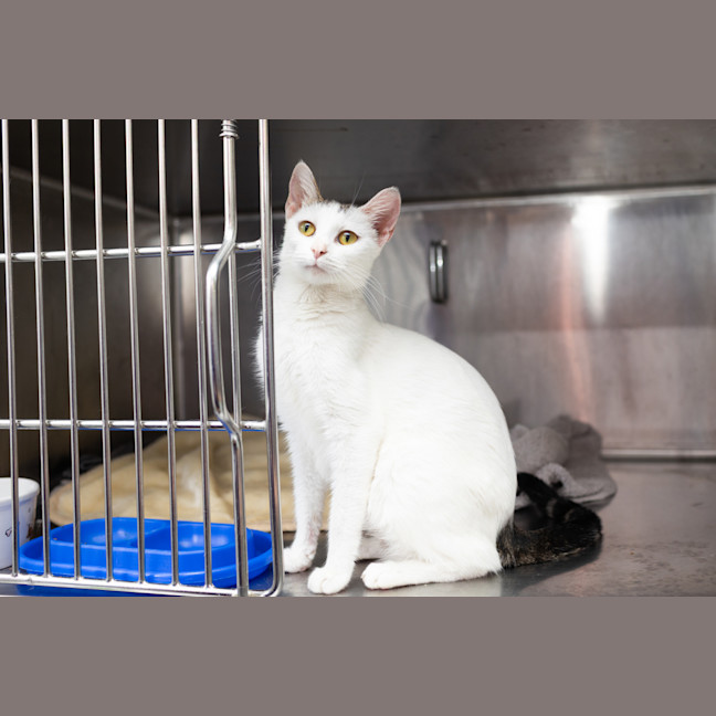 Photo of Shelby