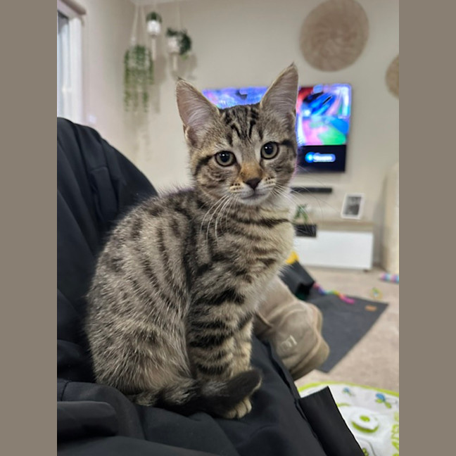 Photo of Sir Tobi The Magnificent