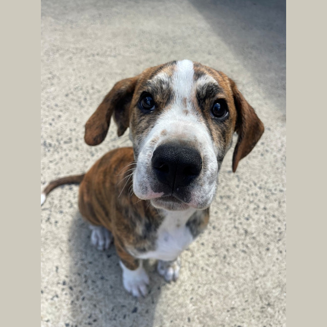 Photo of D1213 Ralph