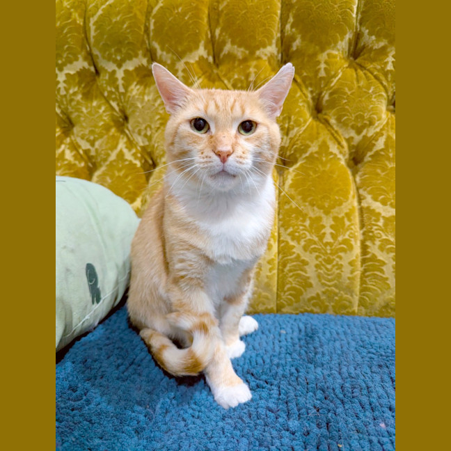 Photo of Garfield