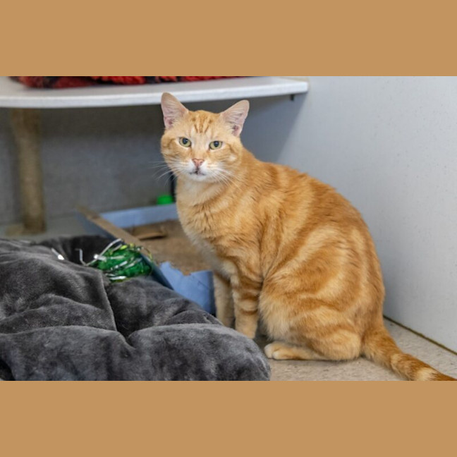 Photo of Timber