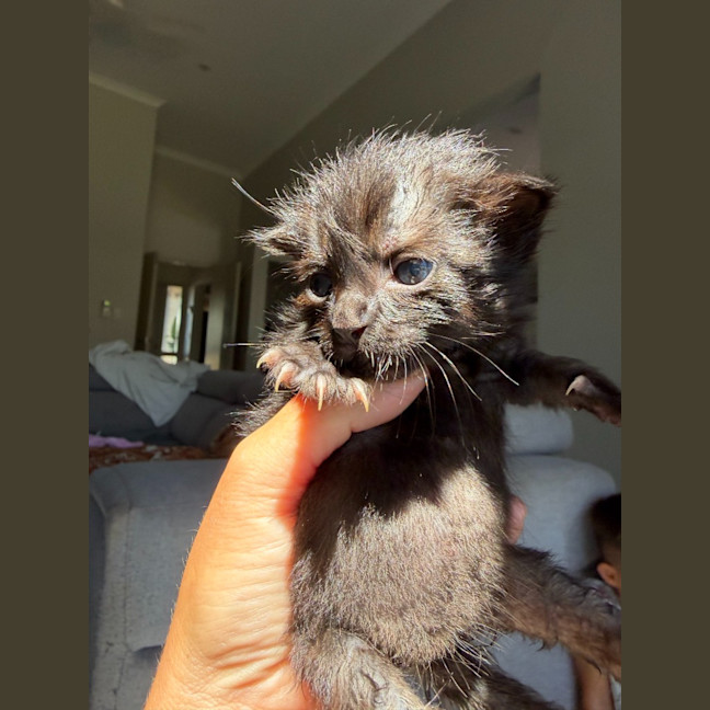 Photo of Nyx