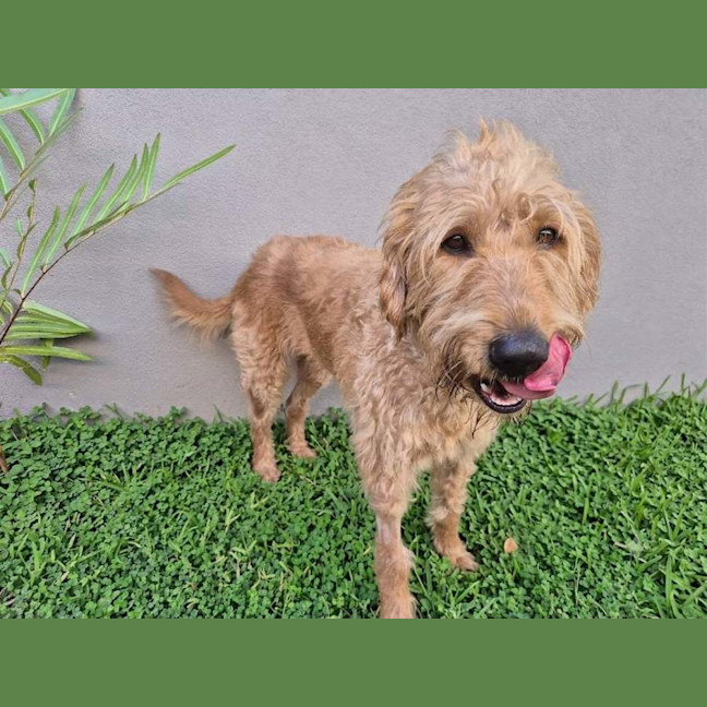 Photo of Tiki
