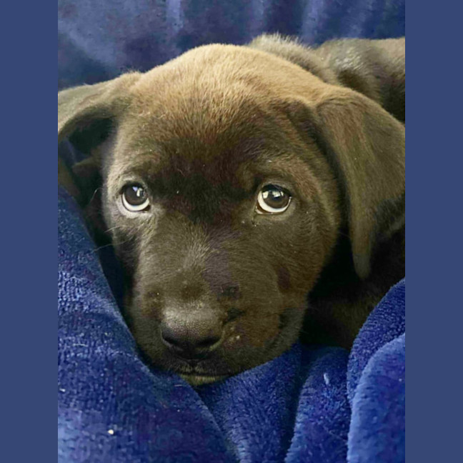 Photo of Domino   10 Week Old Staffy X