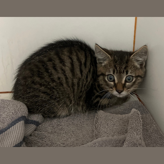 Photo of Mocha