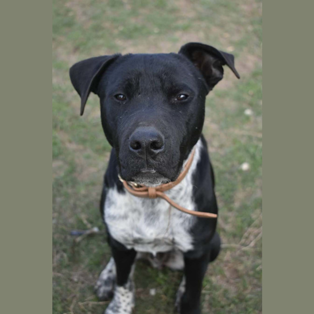 Photo of Sage
