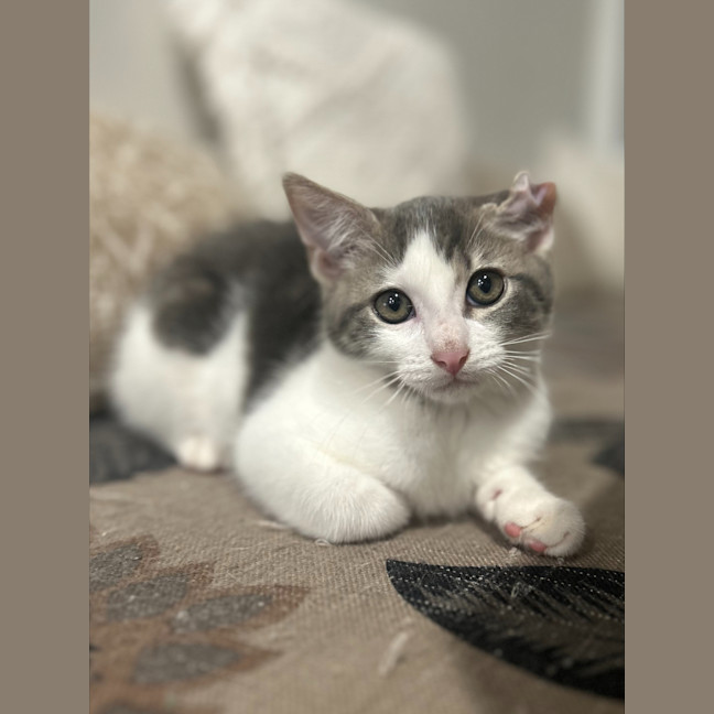 Photo of Cauliflower