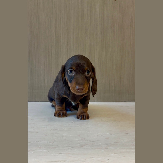 Photo of Arlo