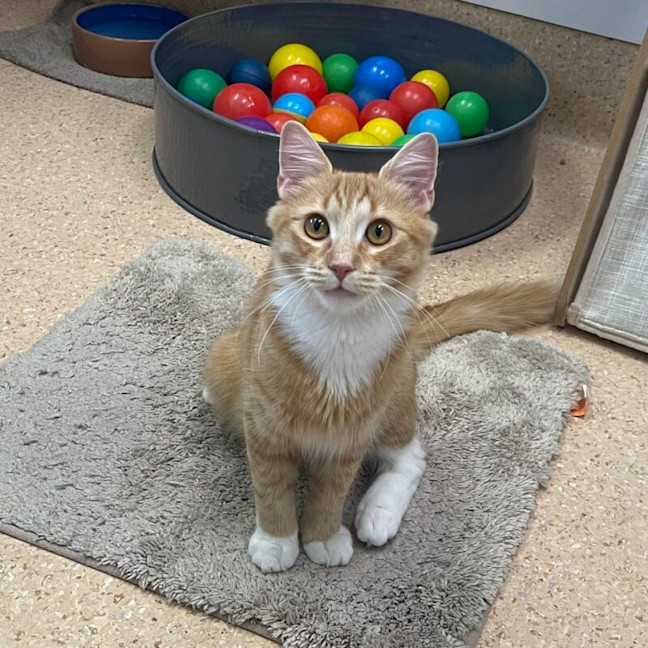Photo of Peanut