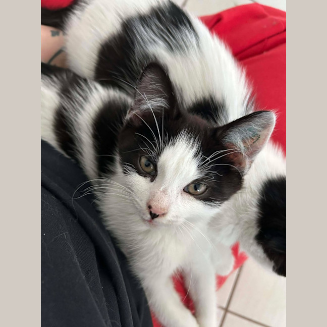 Photo of James *9 Lives Project Rescue*