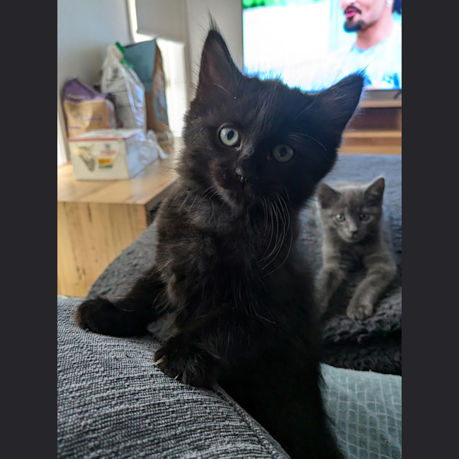 Photo of Loki