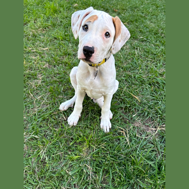 Photo of Yoshi 