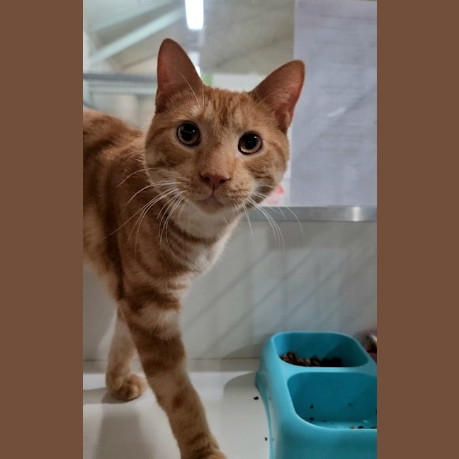 Photo of Ollie