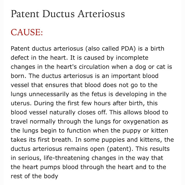 Photo of Beautiful Daisy 