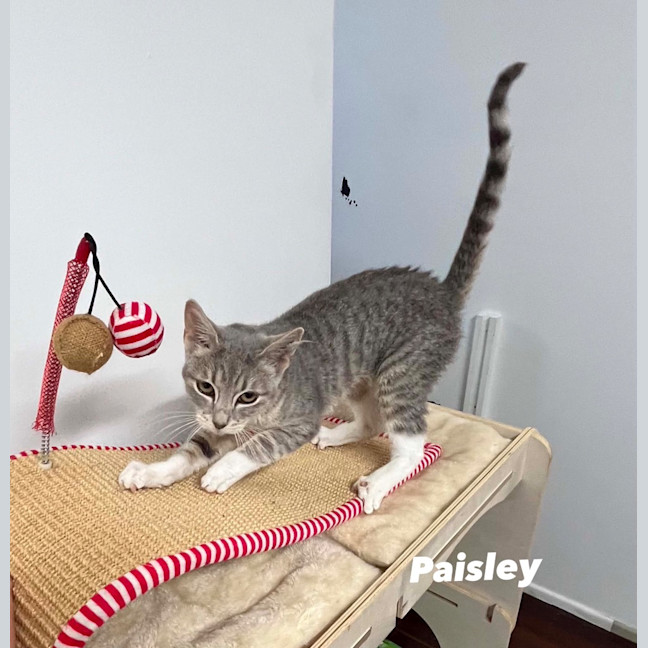 Photo of Paisley