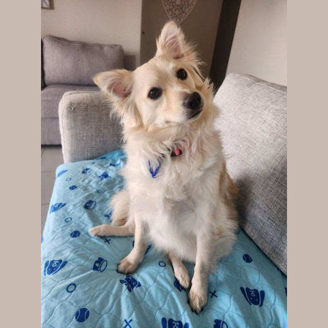 Photo of Rain   1.5 Year Old Pomeranian