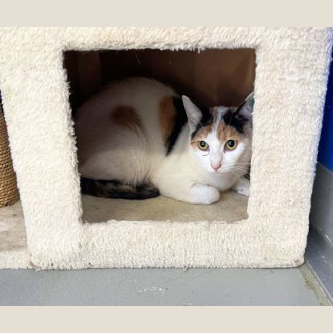 Photo of Primrose