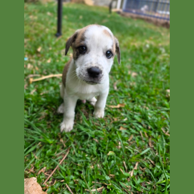 Photo of King Julien! 