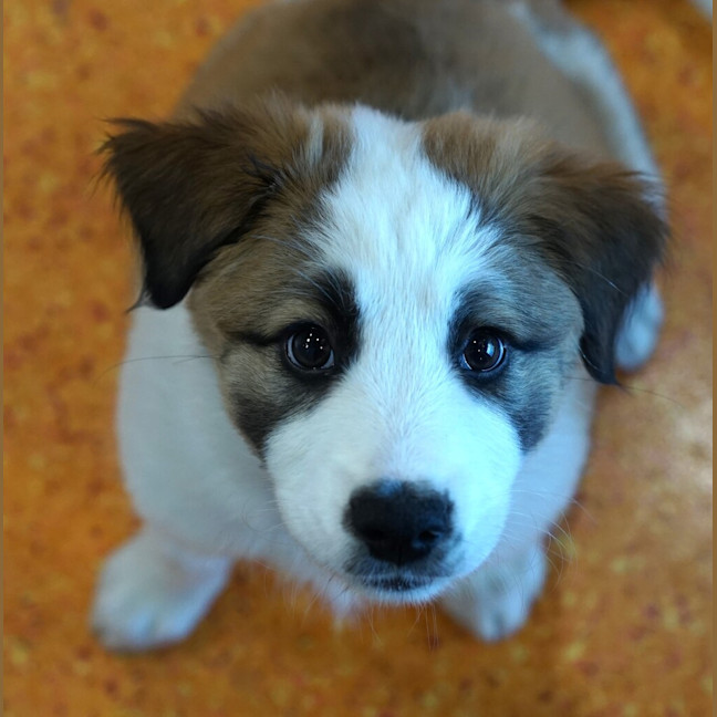 Photo of Bear