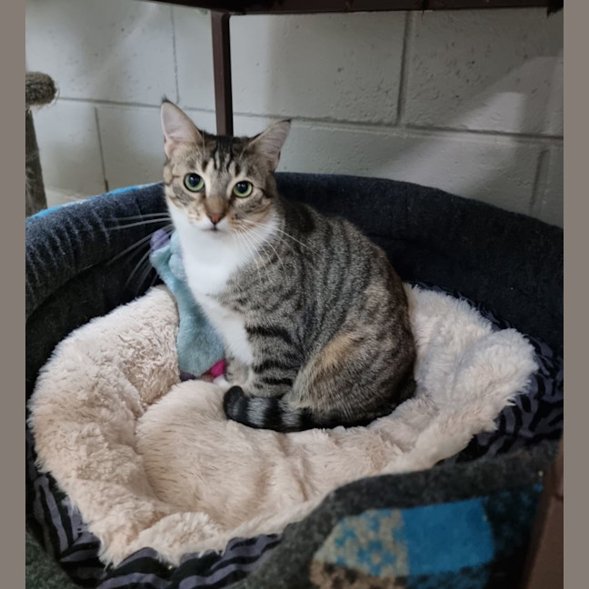 Photo of Dahlia