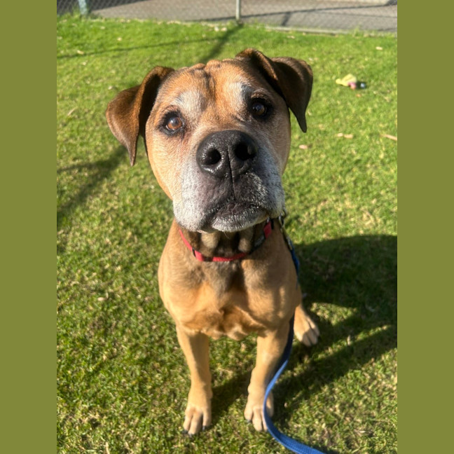 Photo of Bodhi