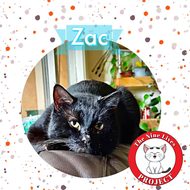 Photo of Zac *9 Lives Project Rescue*