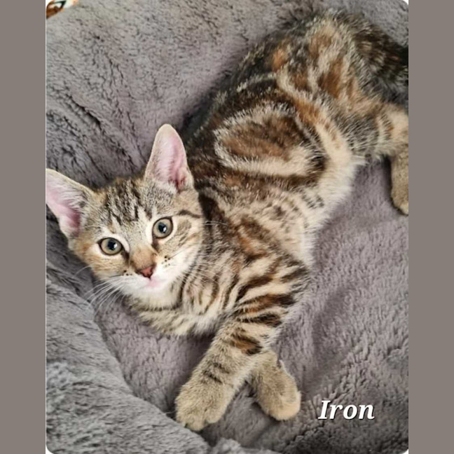 Photo of Iron