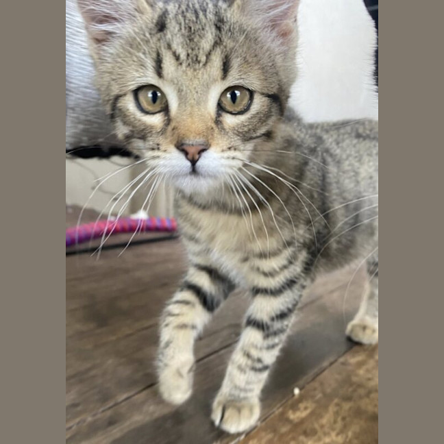 Photo of Nemo