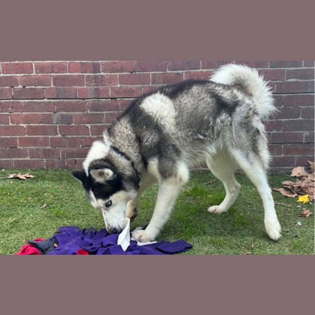 Photo of Max