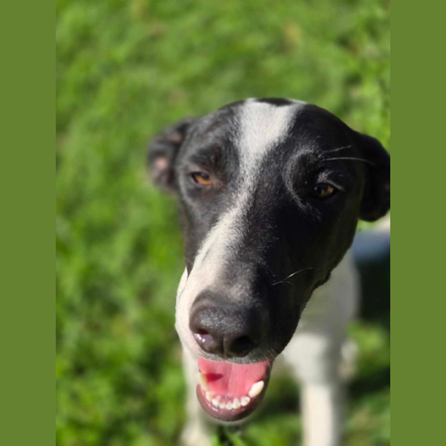 Photo of Clyde