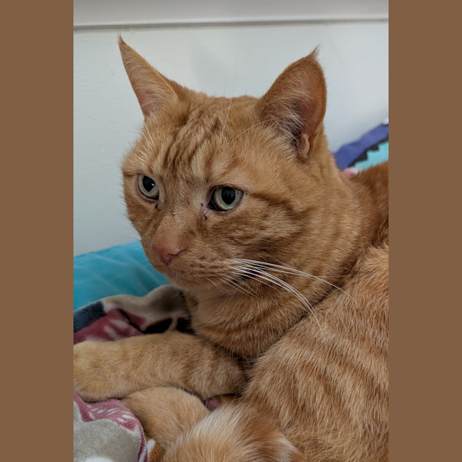 Photo of Ginger (Gigi)