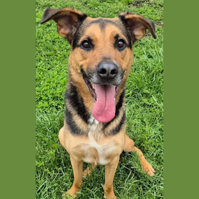 Photo of Doctor Dillamond