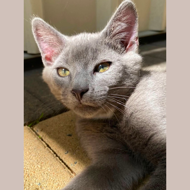 Photo of Gadget
