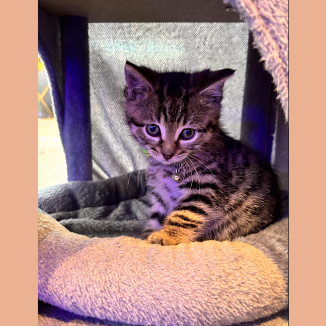 Photo of Loki